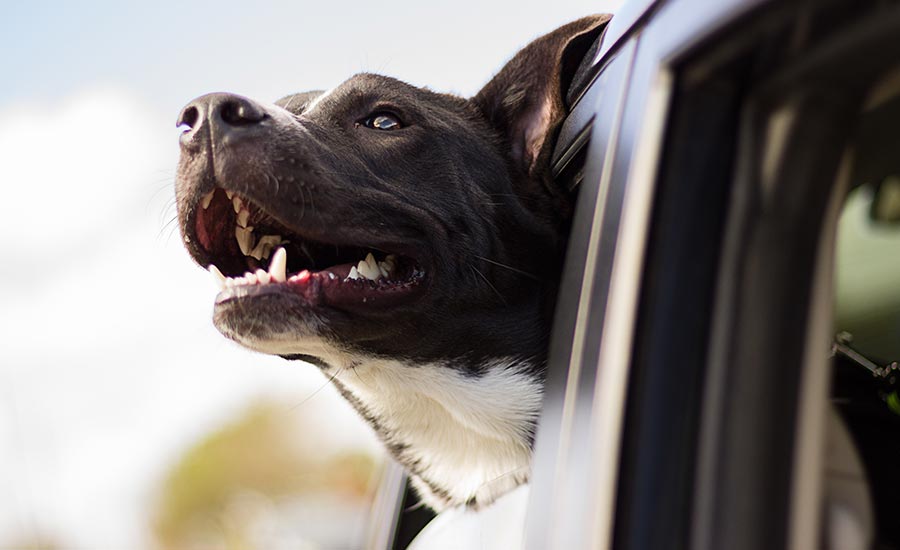 Viajar con mascotas: ¿qué pasa si se enferman en el exterior?