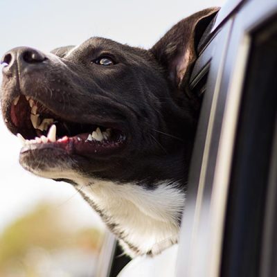 Viajar con mascotas: ¿qué pasa si se enferman en el exterior?